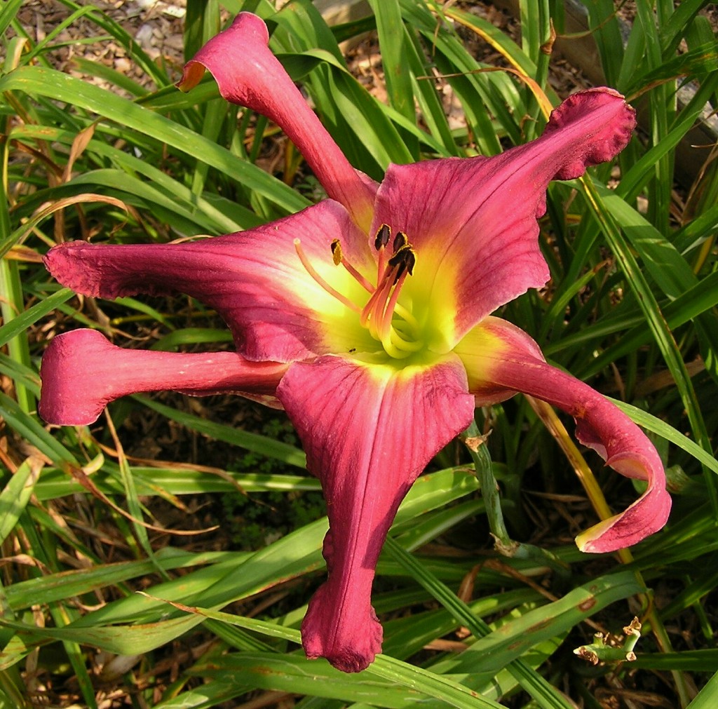 FRAMBOIS DAYLILY